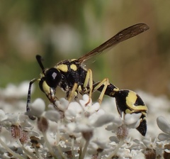 Eumenes pomiformis