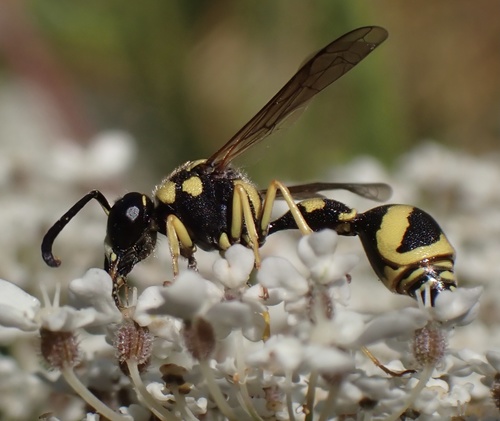 Eumenes pomiformis