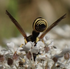 Eumenes pomiformis