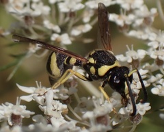 Eumenes pomiformis