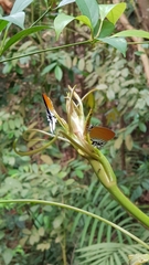 Eooxylides tharis distanti