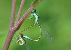 Ischnura elegans