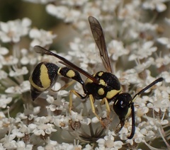 Eumenes pomiformis