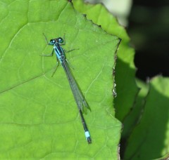Ischnura elegans