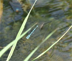 Ischnura elegans