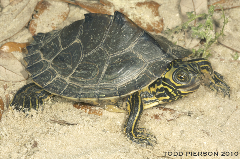 Barbour's Map Turtle
