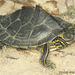 Barbour's Map Turtle - Photo (c) Todd Pierson, some rights reserved (CC BY-NC-SA)