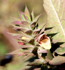 Lepidagathis cuspidata