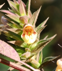 Lepidagathis cuspidata