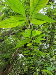Rosenbergiodendron