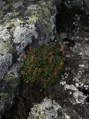 Diapensia lapponica