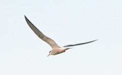 Sterna hirundo