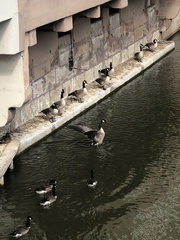 Branta canadensis
