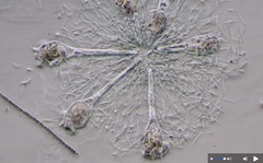 Conochilus unicornis