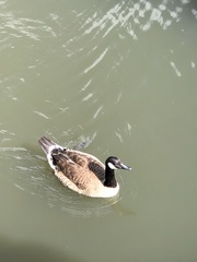 Branta canadensis