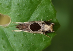 Helcystogramma hibisci