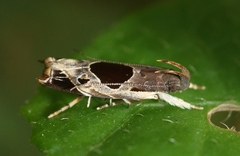 Helcystogramma hibisci