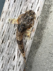 Chitonotus pugetensis