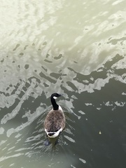 Branta canadensis