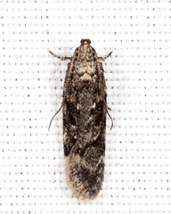 Chionodes thoraceochrella