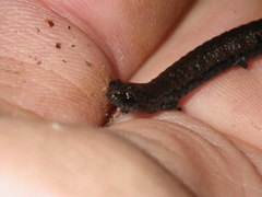 Batrachoseps