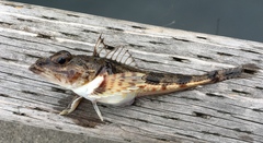 Chitonotus pugetensis