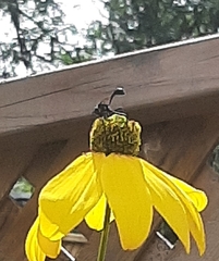 Eremnophila aureonotata