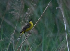 Motacilla tschutschensis macronyx