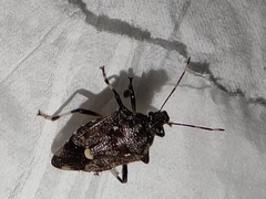 Eocanthecona thomsoni