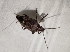 Eocanthecona thomsoni