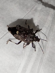 Eocanthecona thomsoni