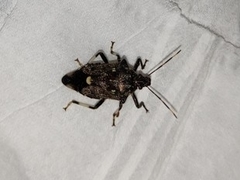 Eocanthecona thomsoni