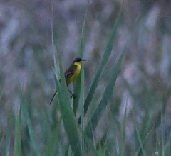 Motacilla tschutschensis macronyx