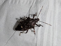 Eocanthecona thomsoni