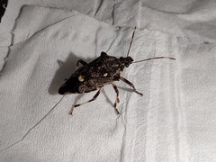 Eocanthecona thomsoni