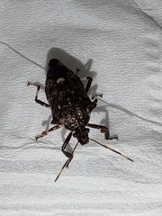 Eocanthecona thomsoni