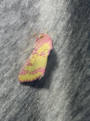 Psectrotarsia suavis