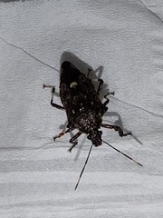 Eocanthecona thomsoni