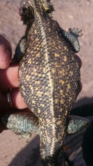 Agama bibronii