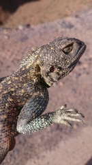 Agama bibronii