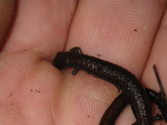 Batrachoseps