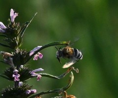 Amegilla quadrifasciata
