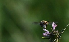 Amegilla quadrifasciata