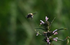 Amegilla quadrifasciata