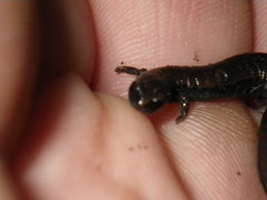 Batrachoseps