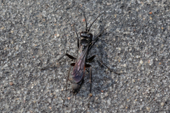 Arachnospila