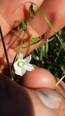 Convolvulus waitaha