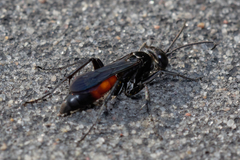 Arachnospila