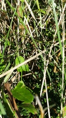 Convolvulus waitaha