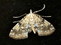 Elophila faulalis